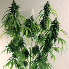 Rudra Solvent feminised (ACE Seeds)