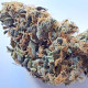 Семена конопли Rudra Solvent fem. ACE Seeds