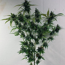 Rush of Siam feminised (ACE Seeds)