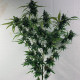 Семена конопли Rush of Siam fem. ACE Seeds