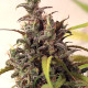 Семена конопли Rush of Siam fem. ACE Seeds