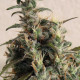Семена конопли Rush of Siam fem. ACE Seeds
