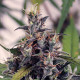 Семена конопли Rush of Siam fem. ACE Seeds