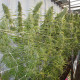 Семена конопли Super Malawi Haze fem. ACE Seeds