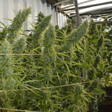 Super Malawi Haze feminised (ACE Seeds)