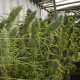 Семена конопли Super Malawi Haze fem. ACE Seeds
