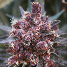 Violeta feminised (ACE Seeds)