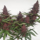 Семена конопли Violeta fem. ACE Seeds