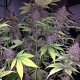 Семена конопли Violeta fem. ACE Seeds
