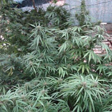 Zamaldelica feminised (ACE Seeds)