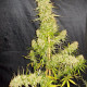 Семена конопли Zamaldelica fem. ACE Seeds