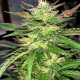 Семена конопли Zamaldelica x Kali China fem. ACE Seeds