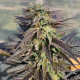 Семена конопли Zamaldelica x Kali China fem. ACE Seeds