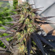 Семена конопли Zamaldelica x Kali China fem. ACE Seeds