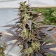 Семена конопли Zamaldelica x Kali China fem. ACE Seeds