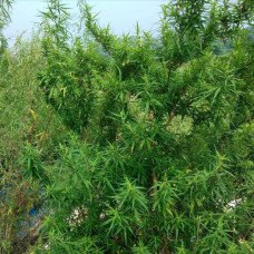 Andhra Bhang regular (ACE Seeds)