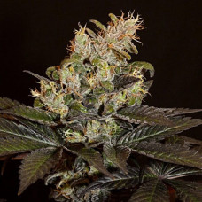 Balkh regular (ACE Seeds)