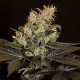 Семена конопли Balkh reg. ACE Seeds