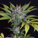 Семена конопли Balkh reg. ACE Seeds