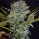 Семена конопли Balkh reg. ACE Seeds