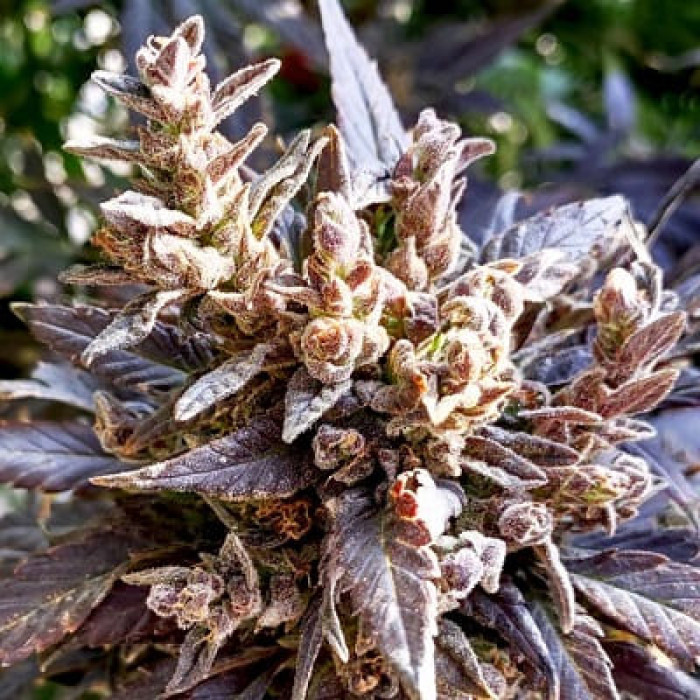 Семена конопли Baluchistán Quetta Selección Morada #1 reg. ACE Seeds