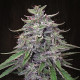 Семена конопли Bangi Haze reg. ACE Seeds