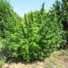 Bangi Haze regular (ACE Seeds)