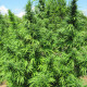 Семена конопли Bangi Haze reg. ACE Seeds