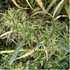 Birmania Myanmar regular (ACE Seeds)