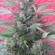 Семена конопли Bubba Kush x PCK reg. ACE Seeds
