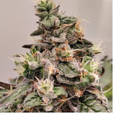Cachemira regular (ACE Seeds)