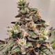 Семена конопли Cachemira reg. ACE Seeds