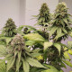 Семена конопли Cachemira reg. ACE Seeds