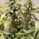 Семена конопли Cachemira reg. ACE Seeds