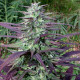 Семена конопли China Yunnan reg. ACE Seeds