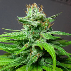 China Yunnan regular (ACE Seeds)