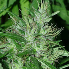 Congo regular (ACE Seeds)