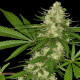Семена конопли Congo reg. ACE Seeds