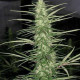 Семена конопли Congo reg. ACE Seeds