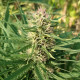 Насіння коноплі Creeper Gouge reg. ACE Seeds