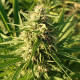 Насіння коноплі Creeper Gouge reg. ACE Seeds