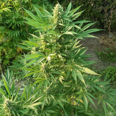 Creeper Gouge regular (ACE Seeds)