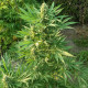 Насіння коноплі Creeper Gouge reg. ACE Seeds