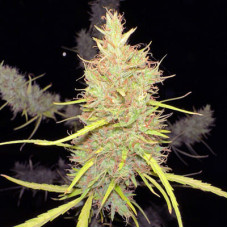 Durban Poison 80s regular (ACE Seeds)