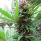 Семена конопли ErdPurt reg. ACE Seeds