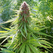ErdPurt regular (ACE Seeds)
