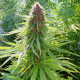 Семена конопли ErdPurt reg. ACE Seeds