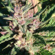 Семена конопли ErdPurt x PCK reg. ACE Seeds