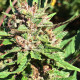 Семена конопли ErdPurt x PCK reg. ACE Seeds