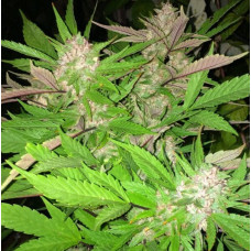 ErdPurt x PCK regular (ACE Seeds)